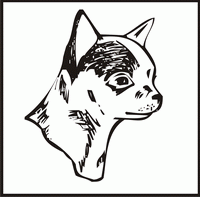 Chihuahua, Head design