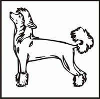 Chinese Crested design