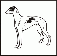 Greyhound design