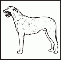 Irish Wolfhound design