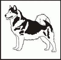 Alaskan Malamute design