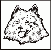 American Eskimo, Head design