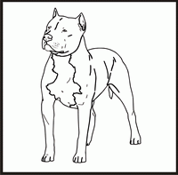 American Pit Bull design