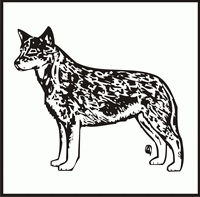 Australian Cattle Dog design