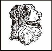 Australian Shepherd, Head 2 design