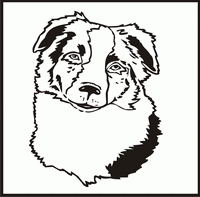 Australian Shepherd, Head design