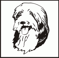 Bearded Collie, Head design