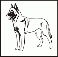 Belgian Malinois design