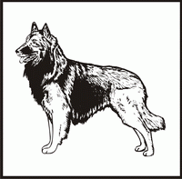 Belgian Tervern design