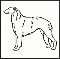 Borzoi design