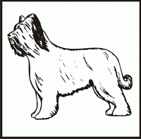 Briard design