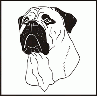 Bull Mastiff, Head 2 design