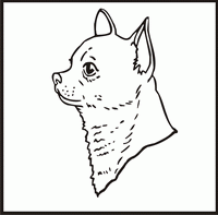 Chihuahua Smooth, Head design
