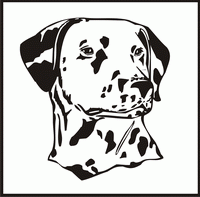 Dalmatian, Head design