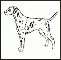 Dalmatian design