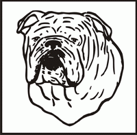 English Bulldog, Head design