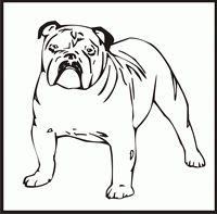 English Bulldog design