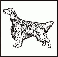 English Setter design