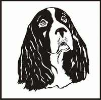 English Springer Spaniel, Head design