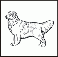 Golden Retriever design