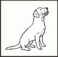 Labrador Retriever design