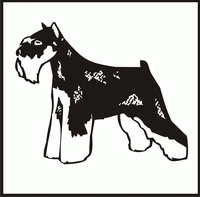 Miniature Schnauzer design