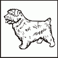 Norfolk Terrier design