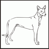 Pharaoh Hound design