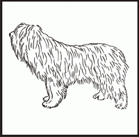 Polish Lowland Sheepdog design