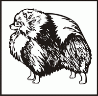 Pomeranian design
