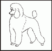 Poodle 2 design