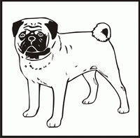 Pug design