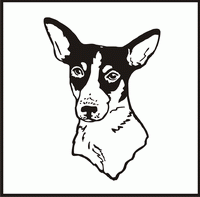 Rat Terrier, Head design