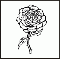 Rose 7 Design