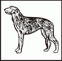 Scottish Deerhound design