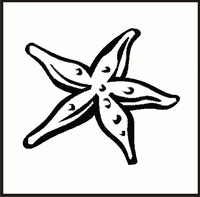 Starfish Design