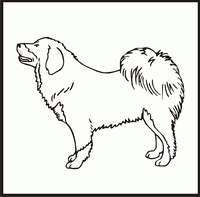 Tibetan Mastiff design