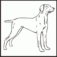 Weimaraner design